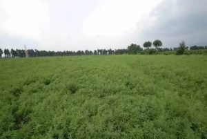 �й�ũ���ڶ�Զ����ֲ�в�ҩ���ڵ����̻�